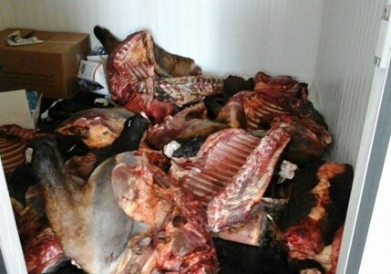 В Габале уничтожено 200 кг протухшей конины (Фото)