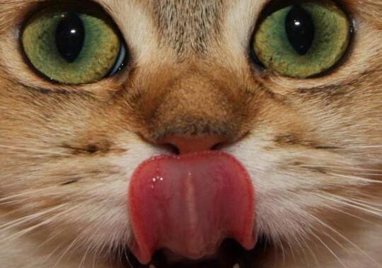 Американские ученые запатентуют устройство кошачьего языка