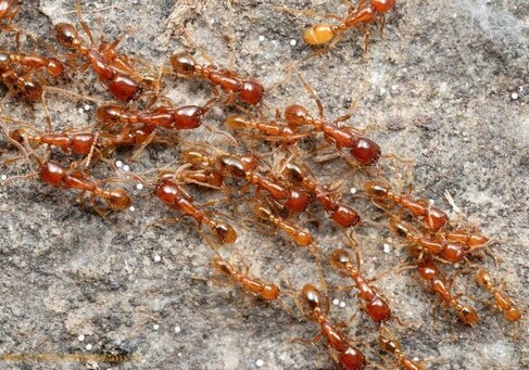 Австралии угрожают красные муравьи