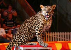 Леопард ранил 4 человек во время представления цирка в Красноярском крае
