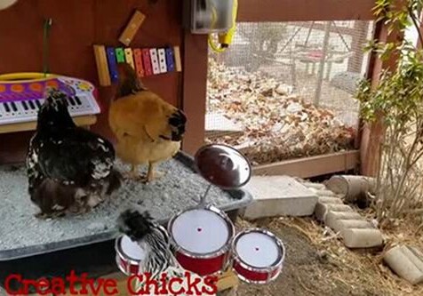 Курица исполнила американскую патриотическую песню (Видео)
