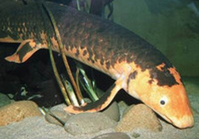 Чикагский океанариум усыпил Дедушку - рыбу-долгожителя