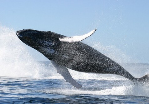 Не спят и не едят месяцами: Топ-10 интересных фактов о китах