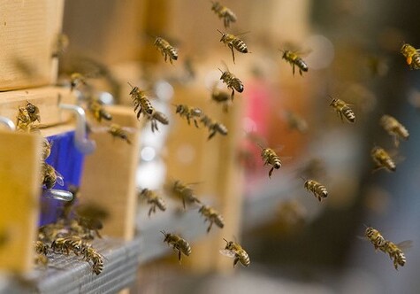 Бразильская пенсионерка погибла после 500 укусов пчел