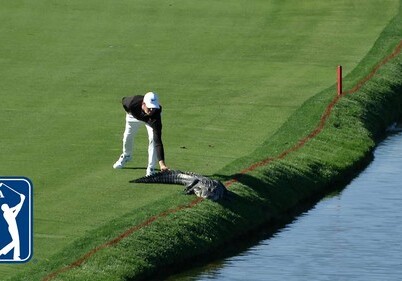 Американский гольфист столкнул аллигатора с поля в водоем во время турнира (Видео)