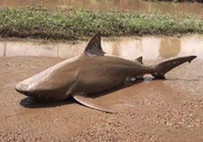 В Австралии циклон Дебби разбросал акул по лужам (Видео)