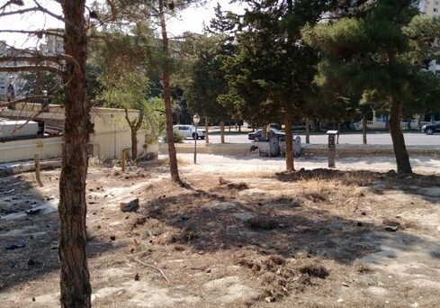 В Баку массово вырубили деревья - Минэкологии обратилось в полицию (Фото)