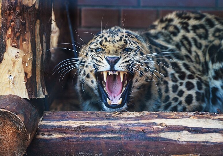 Житель Баку подарил столичному зоопарку своего леопарда