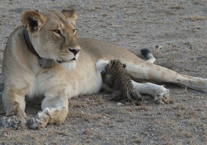 В Танзании львица взяла под опеку детеныша леопарда (Фото)