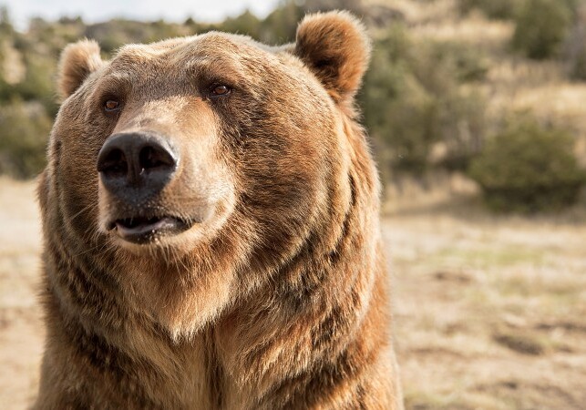 Медведь напал на сельчан в Агсуинском районе