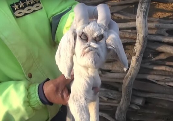 В Аргентине появился на свет козленок-мутант с «человеческим лицом» (Фото-Видео)