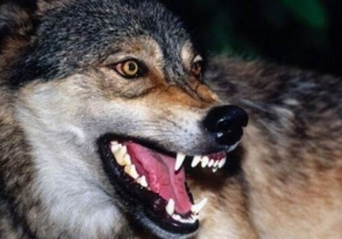 В Агстафе на женщину напал волк