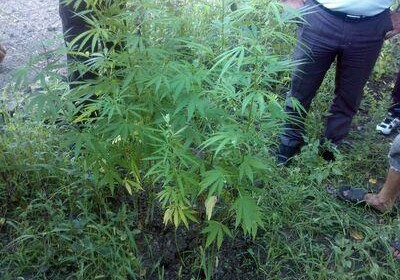 Задержаны лица, незаконно культивирующие наркотические растения – Операция МВД и ГПС 