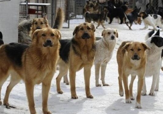 «В Баку расплодилось около миллиона бездомных собак и кошек» – Зоозащитник