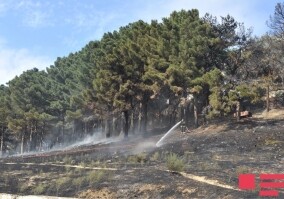 Локализовано 80% пожара в лесной зоне Габалы - Сообщения МЭПР и МЧС