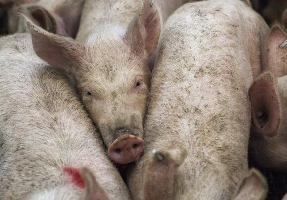 Свиньи могли заразить гепатитом Е 200 тыс. британцев