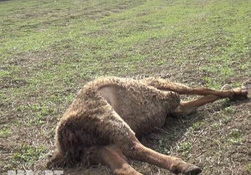 В Дашкесане волки напали на село: погибли 34 головы мелкого и 1 - крупного рогатого скота