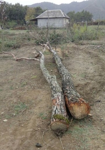 За незаконную вырубку 30 деревьев в Лянкяранском районе выписан штраф в размере 8100 манатов
