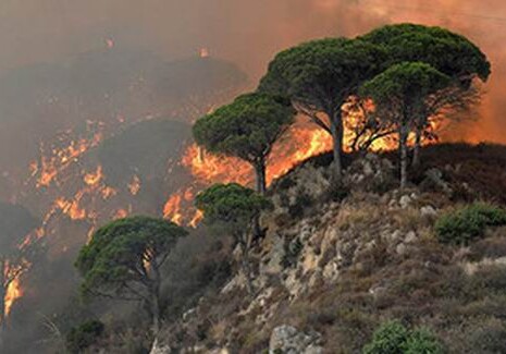 В дашкесанском лесу начался пожар