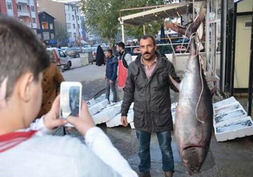 Приобретенный в Азербайджане тунец вызвал большой интерес в Турции (Фото)