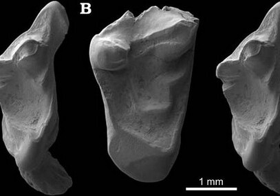 Палеонтологи нашли в Великобритании зубы крысоподобного предка человека