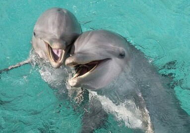 Дельфины оказались изобретателями наркотиков