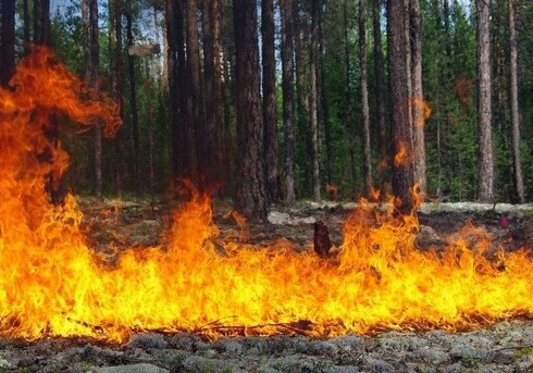 В Шеки на лесной территории произошел пожар