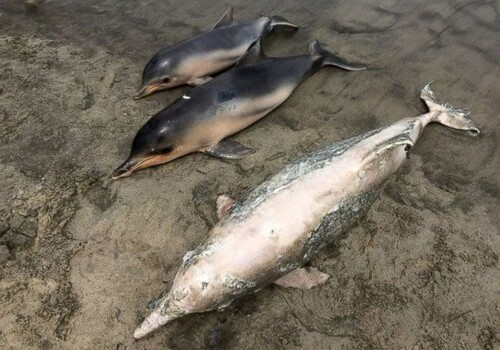 В бухте у Рио-де-Жанейро нашли 88 мертвых дельфинов (Фото)
