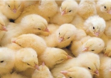 Побег из курятника: в Нефтчале украдены 743 цыпленка