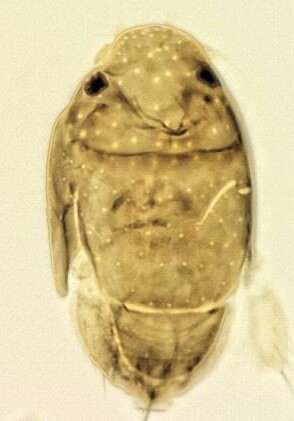 Самую маленькую в мире муху назвали в честь Арнольда Шварценеггера