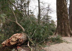 Буря в США сломала дерево, посаженное Джорджем Вашингтоном
