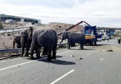 В Испании перевернулся грузовик со слонами (Видео)
