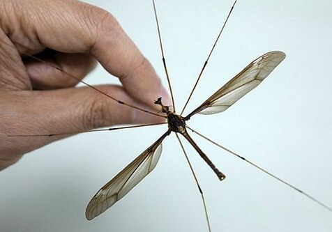 В Китае нашли комара-исполина