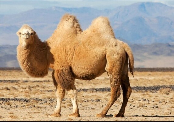 У верблюдов обнаружили «болезнь зомби», которой может заразиться человек