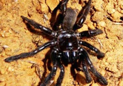 В Австралии паук побил рекорд долголетия
