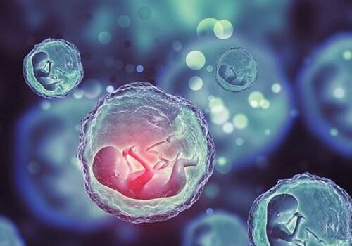 Из стволовых клеток создали эмбрион для клонирования человека‍