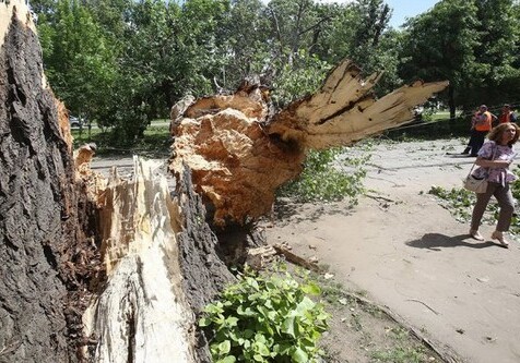 Сильный ветер повалил в Москве более 100 деревьев, пострадали 6 человек (Видео)