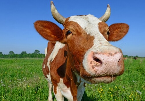 Корову приговорили к смерти за незаконное пересечение границы ЕС
