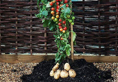 Гибрид томата и картофеля стал овощем года в Австрии