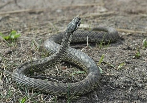 В районах Азербайджана участились случаи укусов змей