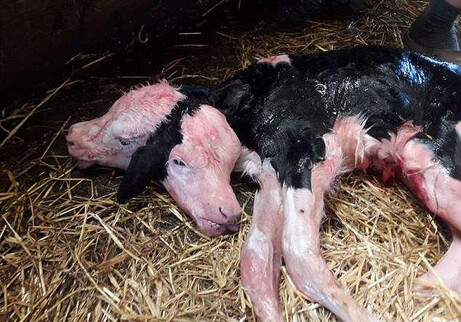 Двухголовый теленок родился на ферме в Польше (Фото)