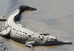 В Индонезии после смерти мужчины убили 292 крокодила