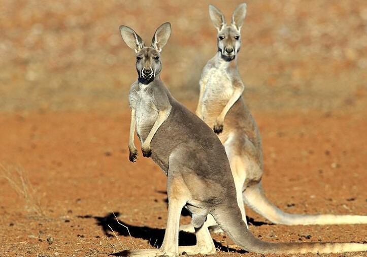 Жители Австралии бьют тревогу из-за кенгуру