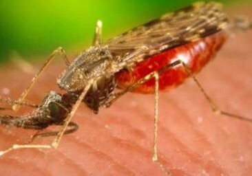 Ученые: Ликвидация малярийных комаров не повлияет на экосистему