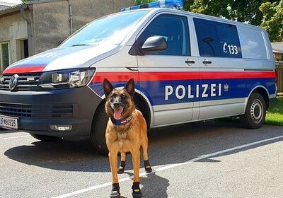 Полицейским овчаркам в Вене раздали ботинки от жары