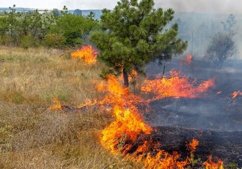 Минэкологии: в Азербайджане 97% пожаров связано с человеческим фактором 