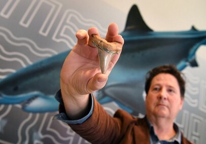 В Австралии на пляже нашли зубы гигантской акулы