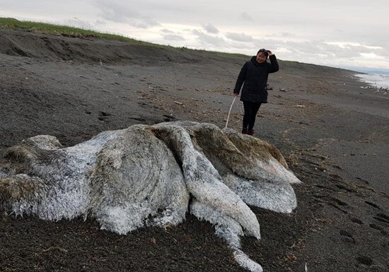 На побережье Камчатки обнаружили останки загадочного монстра (Фото-Видео)