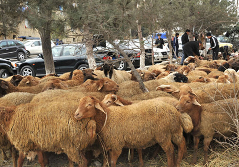 Пункты продажи в Баку жертвенных животных в связи с Гурбан байрамы – Адреса