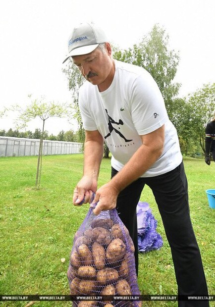 Лукашенко собрал на своем приусадебном участке урожай картофеля и арбузов (Видео)